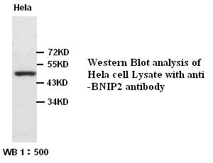 BNIP2 Antibody