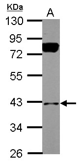 BNIP2 Antibody - Sample (30 ug of whole cell lysate) A: HepG2 10% SDS PAGE BNIP2 antibody diluted at 1:1000