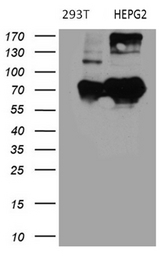 BNIPL Antibody - Western blot analysis of extracts. (35ug) from 2 different cell lines by using anti-BNIPL monoclonal antibody. (HepG2: human; 293T: human). (1:500)