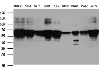 BNIPL Antibody - Western blot analysis of extracts. (35ug) from 9 different cell lines by using anti-BNIPL monoclonal antibody. (1:500)
