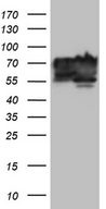 BNIPL Antibody - HEK293T cells were transfected with the pCMV6-ENTRY control. (Left lane) or pCMV6-ENTRY BNIPL. (Right lane) cDNA for 48 hrs and lysed. Equivalent amounts of cell lysates. (5 ug per lane) were separated by SDS-PAGE and immunoblotted with anti-BNIPL. (1:2000)