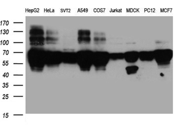 BNIPL Antibody - Western blot analysis of extracts. (35ug) from 9 different cell lines by using anti-BNIPL monoclonal antibody. (1:500)