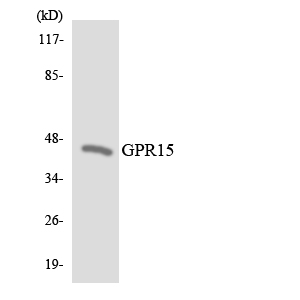 BOB / GPR15 Antibody - Western blot analysis of the lysates from HeLa cells using GPR15 antibody.