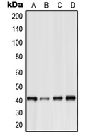 BOB / GPR15 Antibody - Western blot analysis of GPR15 expression in HeLa (A); Raw264.7 (B); H9C2 (C); human heart (D) whole cell lysates.