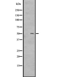 BOB / GPR15 Antibody - Western blot analysis of GPR15 expression in A431 whole cells lysate. The lane on the left is treated with the antigen-specific peptide.