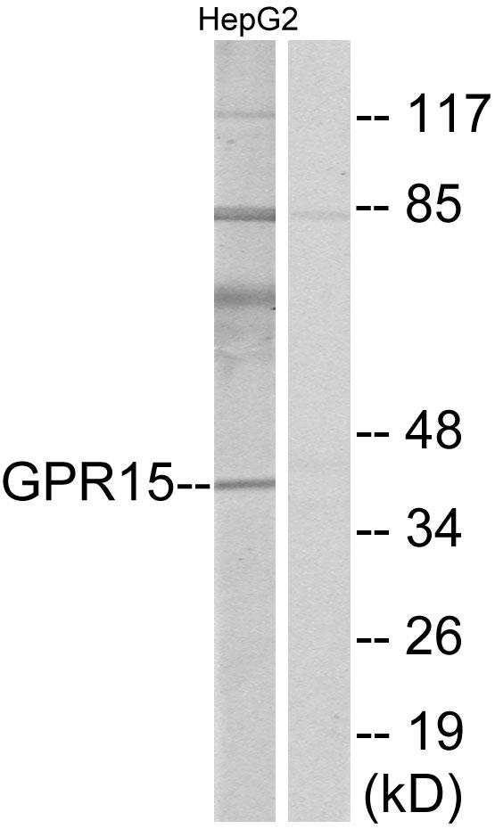 BOB / GPR15 Antibody - Western blot analysis of extracts from HepG2 cells, using GPR15 antibody.