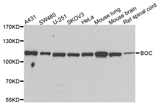BOC Antibody - Western blot analysis of extracts of various cells.