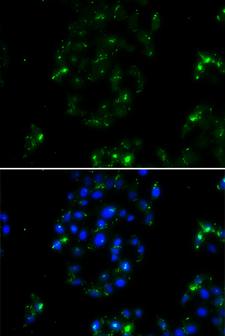 BOC Antibody - Immunofluorescence analysis of A549 cells using BOC antibody. Blue: DAPI for nuclear staining.
