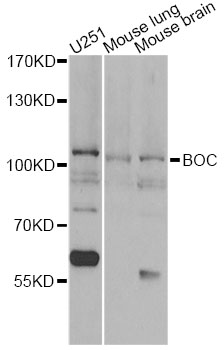 BOC Antibody - Western blot analysis of extracts of various cell lines, using BOC antibody at 1:1000 dilution. The secondary antibody used was an HRP Goat Anti-Rabbit IgG (H+L) at 1:10000 dilution. Lysates were loaded 25ug per lane and 3% nonfat dry milk in TBST was used for blocking. An ECL Kit was used for detection and the exposure time was 60s.