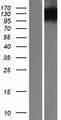 BOC Protein - Western validation with an anti-DDK antibody * L: Control HEK293 lysate R: Over-expression lysate