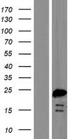 BOD1 Protein - Western validation with an anti-DDK antibody * L: Control HEK293 lysate R: Over-expression lysate