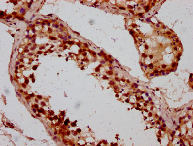 BOLA2 Antibody - Immunohistochemistry Dilution at 1:200 and staining in paraffin-embedded human testis tissue performed on a Leica BondTM system. After dewaxing and hydration, antigen retrieval was mediated by high pressure in a citrate buffer (pH 6.0). Section was blocked with 10% normal Goat serum 30min at RT. Then primary antibody (1% BSA) was incubated at 4°C overnight. The primary is detected by a biotinylated Secondary antibody and visualized using an HRP conjugated SP system.
