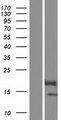 BOLA2 Protein - Western validation with an anti-DDK antibody * L: Control HEK293 lysate R: Over-expression lysate