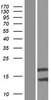 BOLA2B Protein - Western validation with an anti-DDK antibody * L: Control HEK293 lysate R: Over-expression lysate