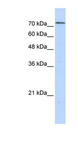 BOP1 Antibody - BOP1 antibody Western blot of Transfected 293T cell lysate. This image was taken for the unconjugated form of this product. Other forms have not been tested.
