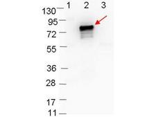 Borrelia burgdorferi OspB Antibody - Western blot showing detection of 0.1 µg of recombinant OspB protein. Lane 1: Molecular weight markers. Lane 2: MBP-OspB fusion protein (arrow; expected MW = 72.7 kDa). Lane 3: MBP alone. Protein was run on a 4-20% gel, then transferred to 0.45 µm nitrocellulose. After blocking with 1% BSA-TTBS overnight at 4°C, primary antibody was used at 1:1000 at room temperature for 30 min. HRP-conjugated Goat-Anti-Rabbit secondary antibody was used at 1:40,000 in MB-070 blocking buffer and imaged on the VersaDoc MP 4000 imaging system (Bio-Rad).