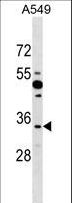 BOULE / BOLL Antibody - BOLL Antibody western blot of A549 cell line lysates (35 ug/lane). The BOLL antibody detected the BOLL protein (arrow).