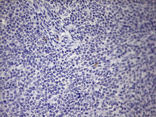 BOULE / BOLL Antibody - IHC of paraffin-embedded Human tonsil using anti-BOLL mouse monoclonal antibody. (Heat-induced epitope retrieval by 1 mM EDTA in 10mM Tris, pH8.5, 120°C for 3min).