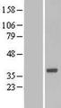 BOULE / BOLL Protein - Western validation with an anti-DDK antibody * L: Control HEK293 lysate R: Over-expression lysate