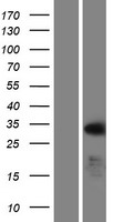 BOULE / BOLL Protein - Western validation with an anti-DDK antibody * L: Control HEK293 lysate R: Over-expression lysate