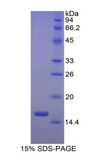 ACVR2 / ACVR2A Protein - Recombinant Activin A Receptor Type II A By SDS-PAGE