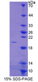 ANXA4 / Annexin IV Protein - Recombinant  Annexin A4 By SDS-PAGE