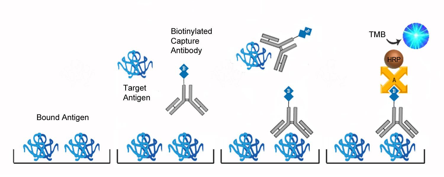 Apelin 12 ELISA Kit - Competition ELISA Platform Overview