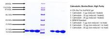 CALM1 / Calmodulin Protein