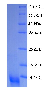 CCL20 / MIP-3-Alpha Protein