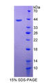 CD3D Protein - Recombinant  Cluster Of Differentiation 3d By SDS-PAGE