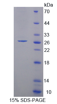 CD95 / FAS Protein - Recombinant  Factor Related Apoptosis By SDS-PAGE