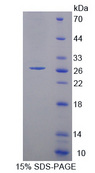 CD95 / FAS Protein - Recombinant  Factor Related Apoptosis By SDS-PAGE