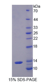 CXCL11 Protein - Recombinant Interferon Inducible T-Cell Alpha Chemoattractant By SDS-PAGE