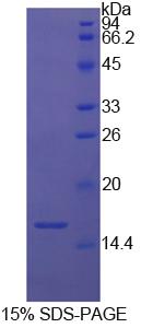 FABP1 / L-FABP Protein - Recombinant  Fatty Acid Binding Protein 1, Liver By SDS-PAGE