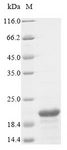 FDX1 / ADX Protein - (Tris-Glycine gel) Discontinuous SDS-PAGE (reduced) with 5% enrichment gel and 15% separation gel.