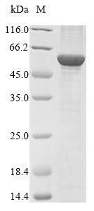 FDXR Protein - (Tris-Glycine gel) Discontinuous SDS-PAGE (reduced) with 5% enrichment gel and 15% separation gel.