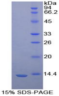FKBP1A / FKBP12 Protein - Recombinant FK506 Binding Protein 1A By SDS-PAGE
