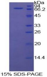 HSPA1A Protein - Recombinant Heat Shock 70kDa Protein 1A By SDS-PAGE