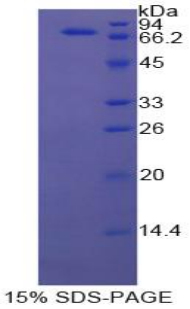HSPA1B Protein - Recombinant Heat Shock 70kDa Protein 1B By SDS-PAGE