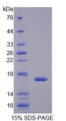 I-FABP / FABP2 Protein - Recombinant Fatty Acid Binding Protein 2, Intestinal By SDS-PAGE