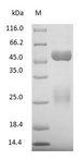Bovine IgG Protein - (Tris-Glycine gel) Discontinuous SDS-PAGE (reduced) with 5% enrichment gel and 15% separation gel.