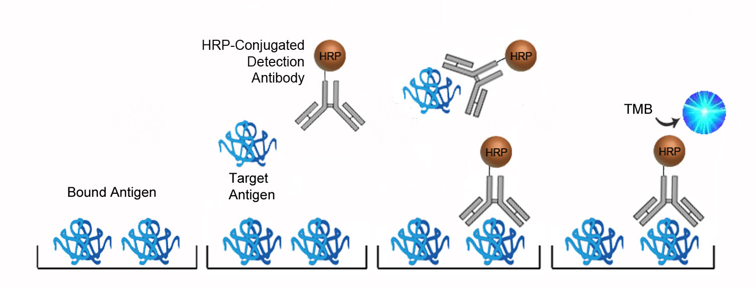 Bovine IgM ELISA Kit - Competition ELISA Platform Overview