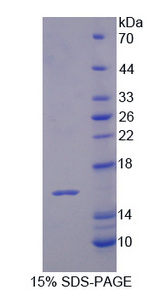 IL16 Protein - Recombinant Interleukin 16 By SDS-PAGE