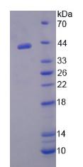 NR1H3 / LXR Alpha Protein - Recombinant Liver X Receptor Alpha By SDS-PAGE