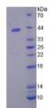 NR1H3 / LXR Alpha Protein - Recombinant Liver X Receptor Alpha By SDS-PAGE