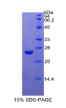 PPARG / PPAR Gamma Protein - Recombinant Peroxisome Proliferator Activated Receptor Gamma By SDS-PAGE