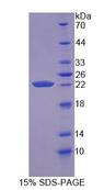 PPIB / Cyclophilin B Protein - Recombinant  Cyclophilin B By SDS-PAGE