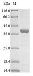 PRKRA / PACT Protein - (Tris-Glycine gel) Discontinuous SDS-PAGE (reduced) with 5% enrichment gel and 15% separation gel.
