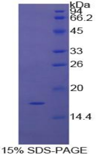 PTN / Pleiotrophin Protein - Recombinant Pleiotrophin By SDS-PAGE