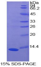 S100A10 Protein - Recombinant S100 Calcium Binding Protein A10 By SDS-PAGE